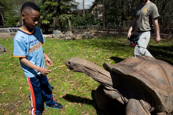 Wild encounters allow visitors to get a closer look at specific animals, including the Aldabra tortoise.