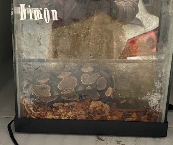 A snake found in a hotel room after a SWAT standoff at the American Inn & Suites in Jonesboro on Thursday morning, according to Clayton County police. 