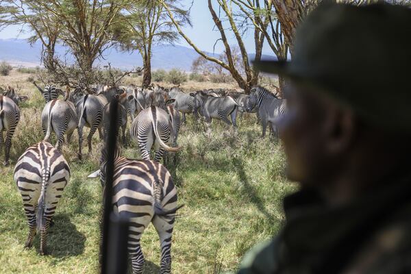 A ranger sits on a car past a group of zebras during the annual wildlife count at Lewa Wildlife Conservancy, Northern Kenya, Thursday, Feb. 27, 2025. (AP Photo/Andrew Kasuku)