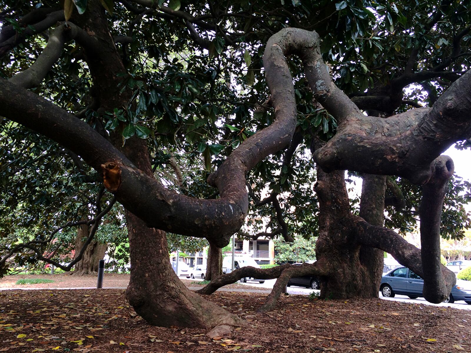 The Decatur Recreation Center Magnolia Tree