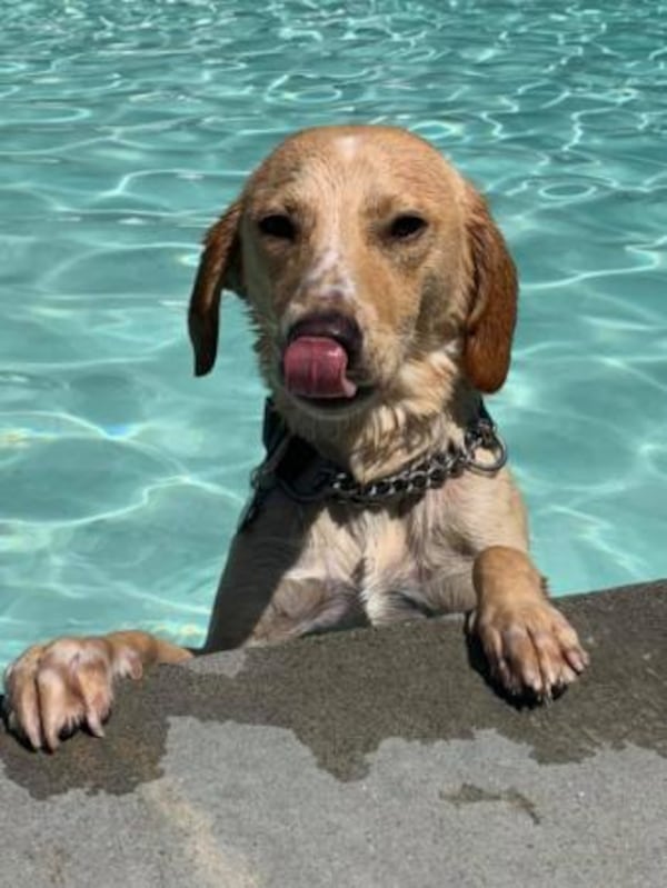 Bring your dog to take a dip in Murphey Candler pool in Brookhaven this Saturday or Sunday.