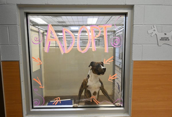 A dog looks out of a window as “Adopt” sign is shown at the Dekalb County Animal Services, Thursday, October 5, 2023, in Chamblee. The DeKalb shelter is run by a nonprofit contractor, Lifeline. But lately, severe overcrowding has led to higher euthanasia rates and urgent pleas for people to adopt or foster to get dogs out of the shelter. (Hyosub Shin / Hyosub.Shin@ajc.com)