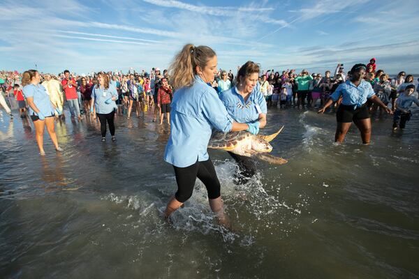 (L-R) Marine Science Educator Alli Williford and Marine Science Center Executive Director Chantal Audran carry loggerhead sea turtle Ike into the ocean at north beach. (Casey Jones for the Savannah Morning News)