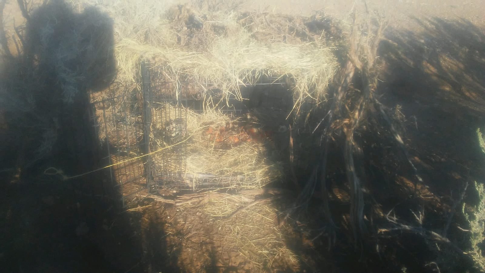 A cage used for animals on the New Mexico desert compound of an Atlanta family.