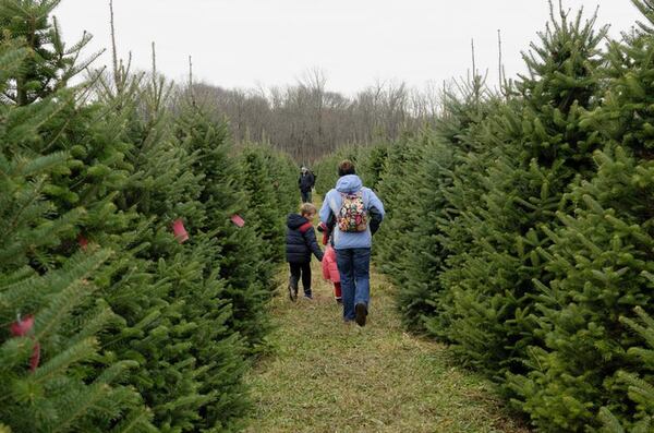 For many people, it’s time to pick out a Christmas tree. CONTRIBUTED