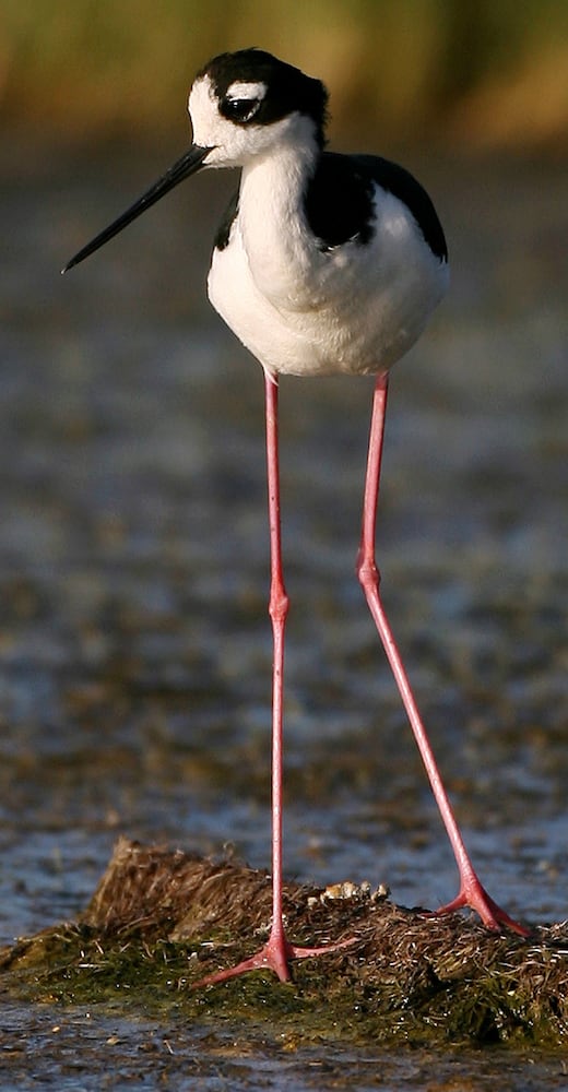 Coastal birds of Georgia