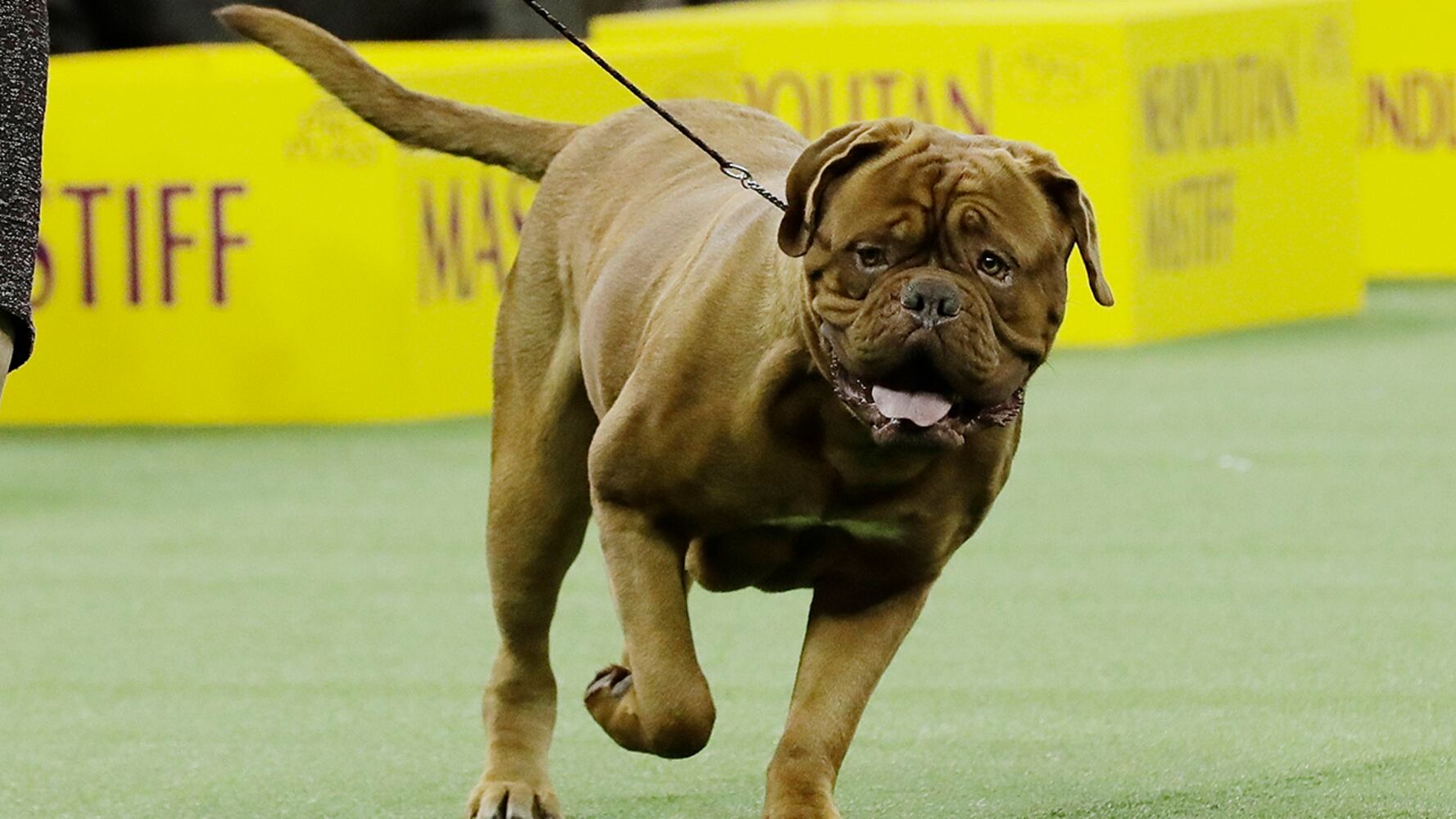 2019 Westminster Dog Show