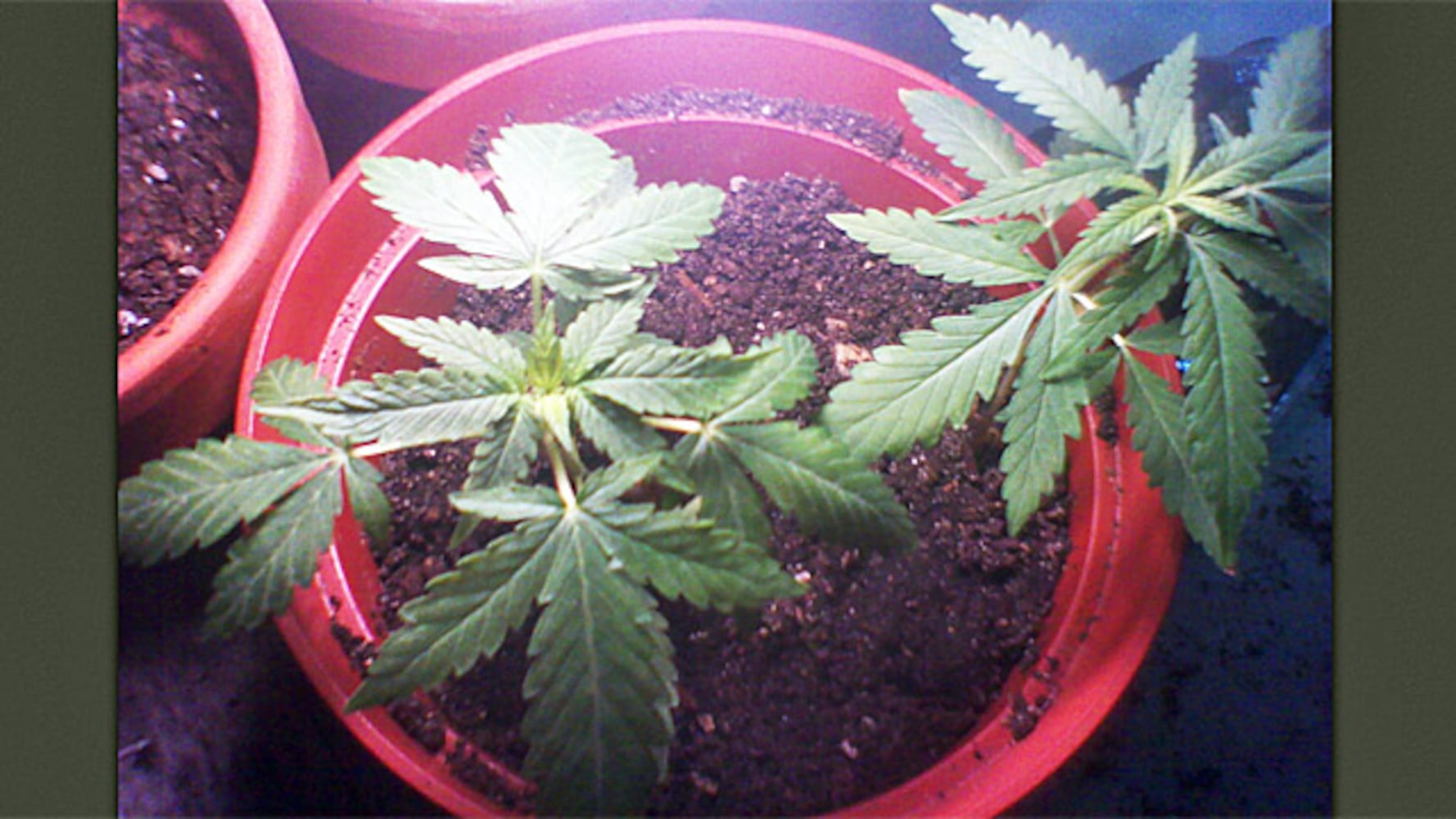 Trayvon Martin cellphone pics of gun and marijuana plants