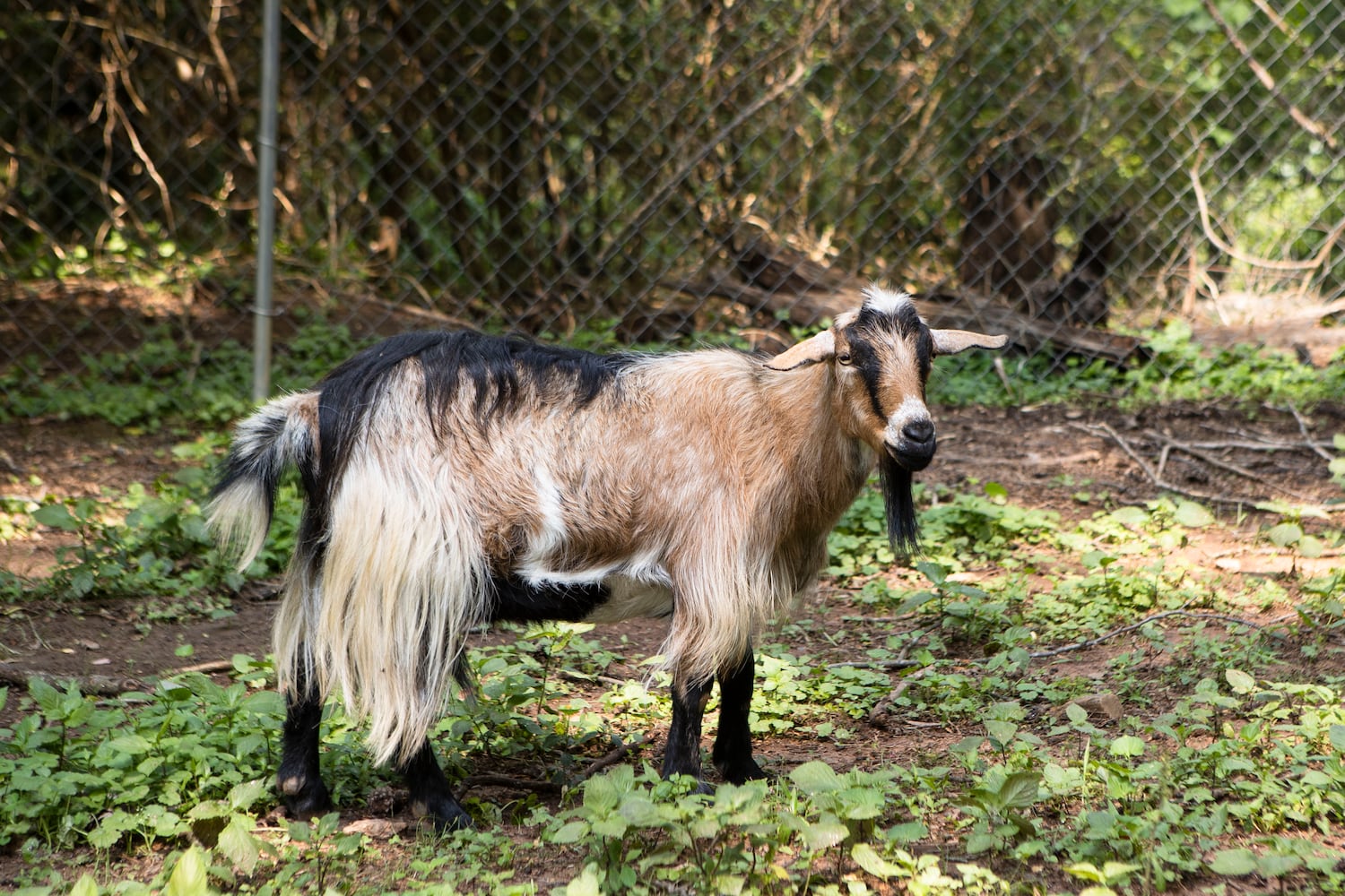 Lupin the goat grazes at Our Giving Garden on Wednesday, June 7, 2023, in Mableton, Georgia. The nonprofit recently had to raise funds to treat Lupin when he contracted an illness. Our Giving Garden is a nonprofit community garden that donates fresh produce to families without access to it. CHRISTINA MATACOTTA FOR THE ATLANTA JOURNAL-CONSTITUTION.