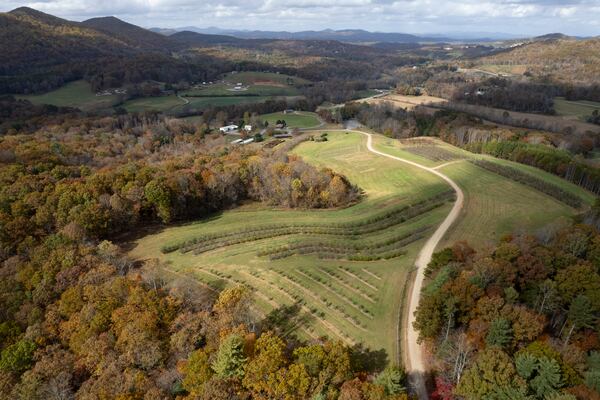 Georgia Mountain Research and Education Center’s hilltop orchard near Blairsville features 138 varieties of heritage apples. (Ben Gray for the AJC)