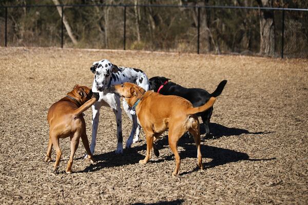 Dogs gather to share the latest gossip at Woofstock Park. 
(Courtesy of the Woodstock Parks and Recreation Department.)