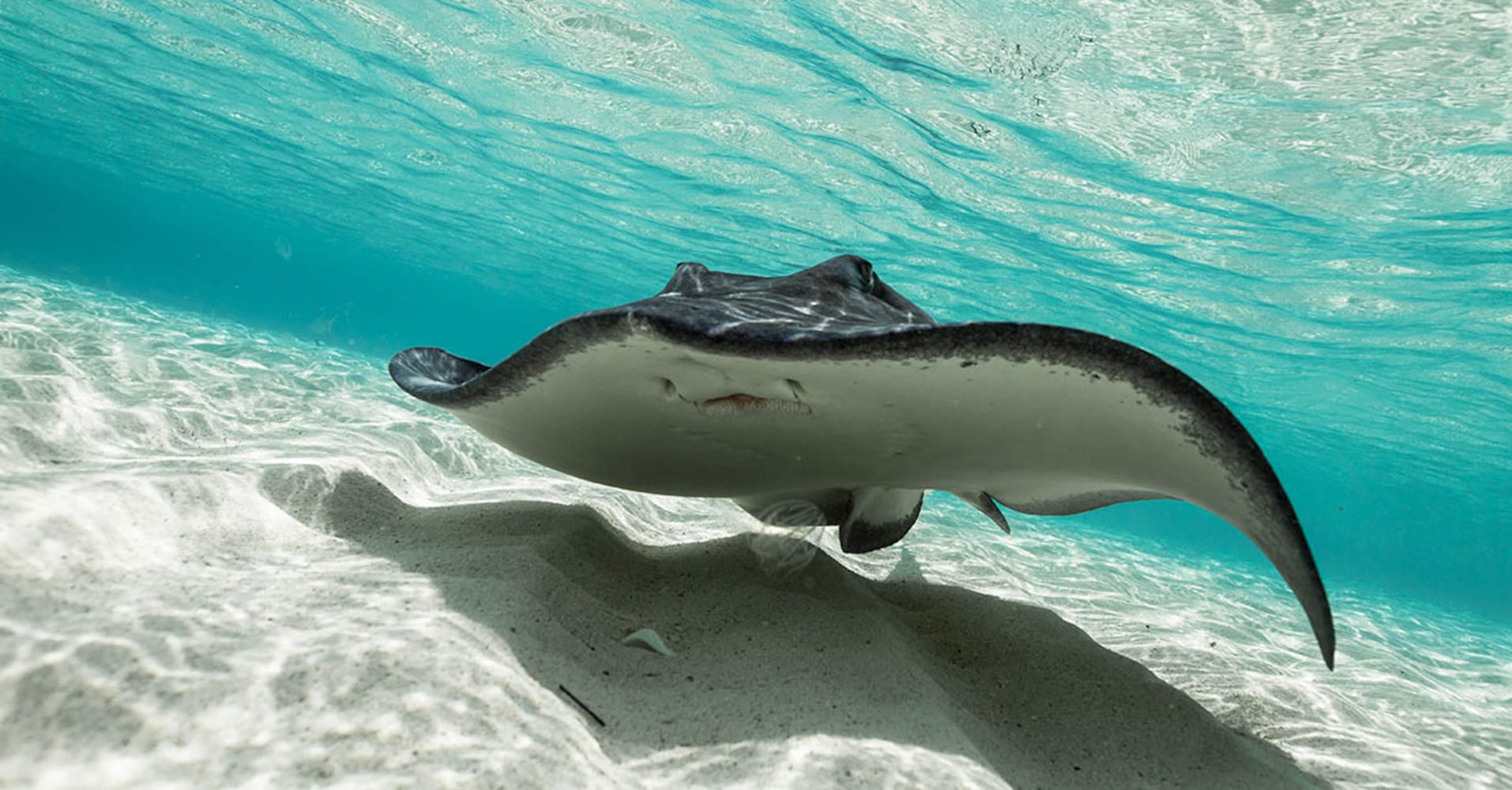 Sting Rays