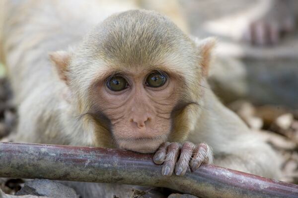 FILE - A rhesus macaque monkey rests his chin on a water pipe on Cayo Santiago, known as Monkey Island off the eastern coast of Puerto Rico, Tuesday, July 29, 2008. (AP Photo/Brennan Linsley, Fiel)