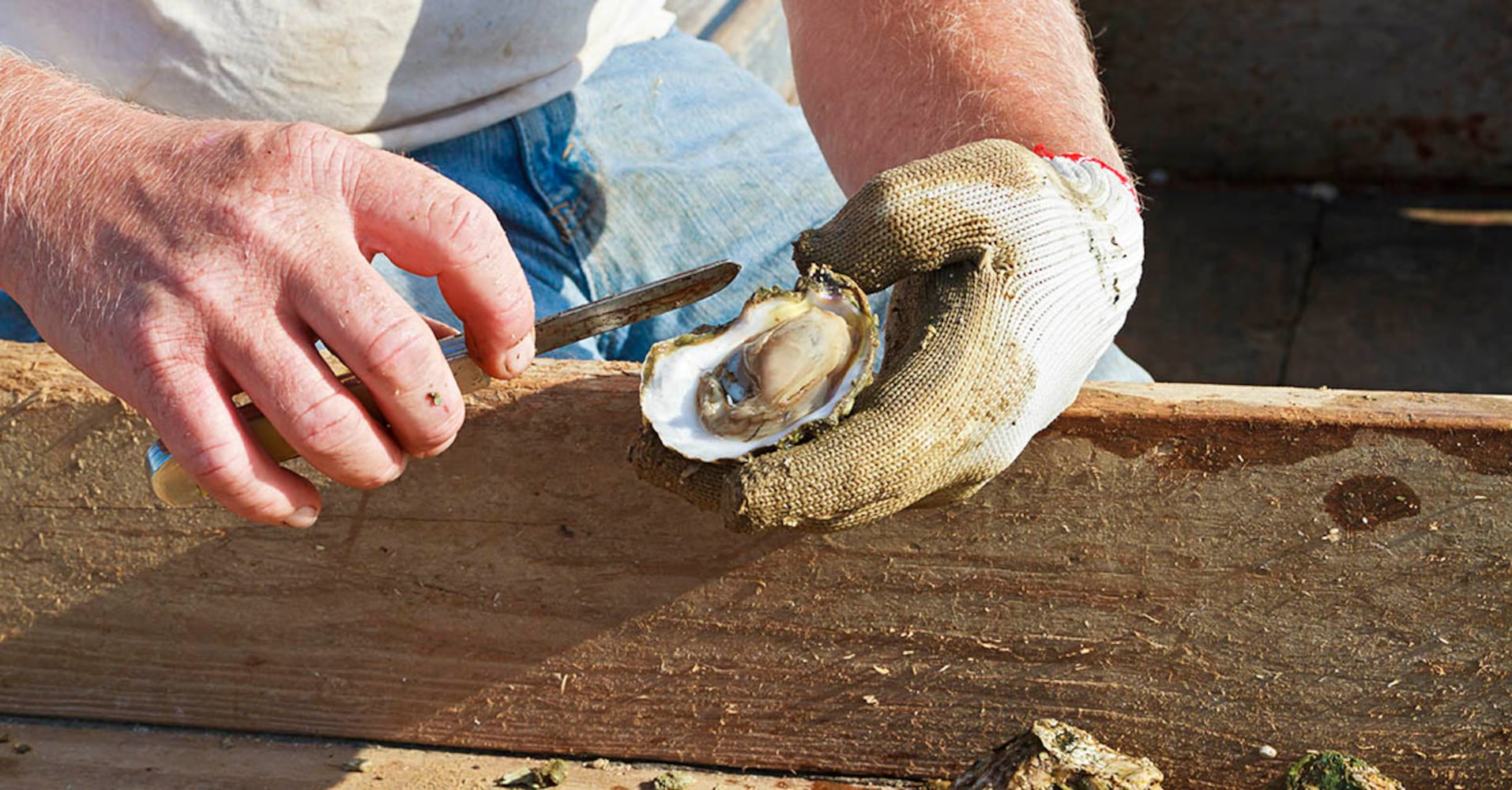 Oysters