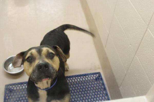 Photos courtesy of Gwinnett County animal shelter.