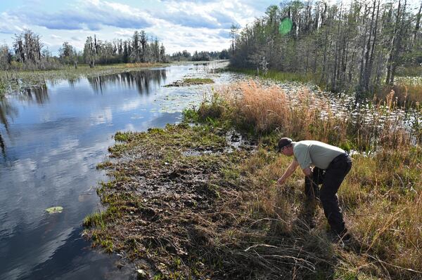 Michael Lusk, the U.S. Fish and Wildlife Service's refuge manager for the Okefenokee National Wildlife Refuge, steps on floating peat mat in the Okefenokee Swamp on Monday, March 18, 2024. (Hyosub Shin/AJC)