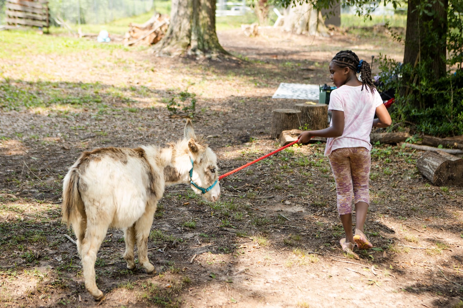 Jana Stewart leads a donkey during summer camp at Our Giving Garden on Wednesday, June 7, 2023, in Mableton, Georgia. Our Giving Garden is a nonprofit community garden that donates fresh produce to families without access to it. CHRISTINA MATACOTTA FOR THE ATLANTA JOURNAL-CONSTITUTION.