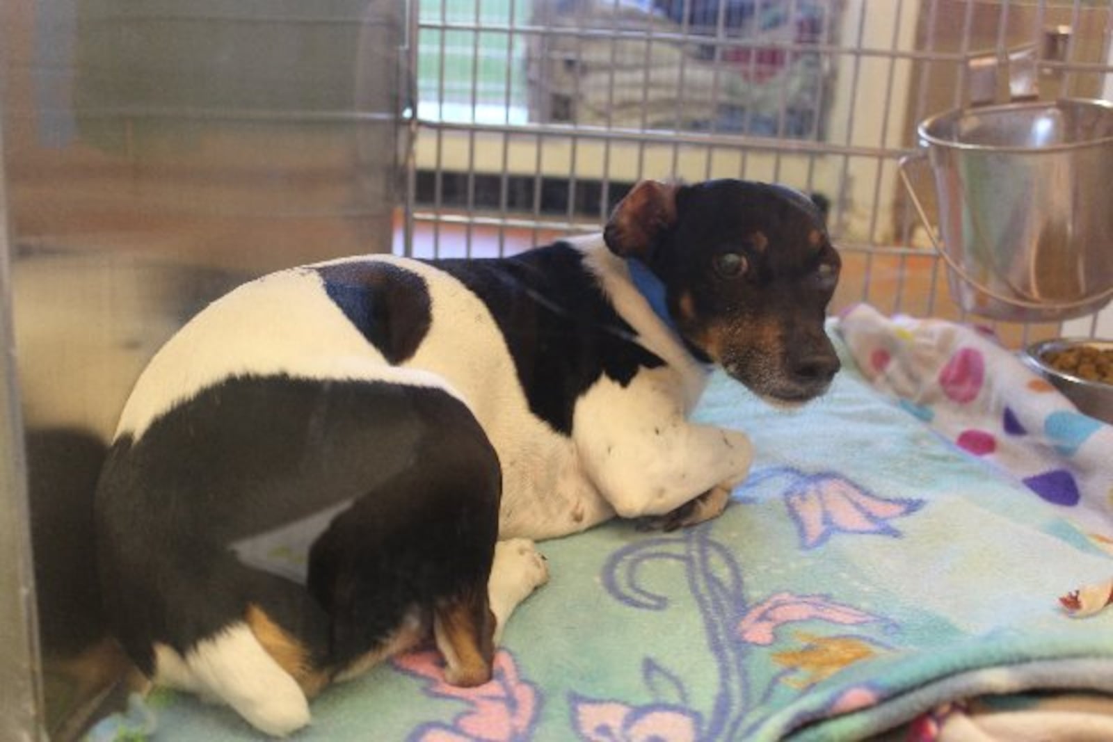 Photos courtesy Gwinnett County animal shelter.