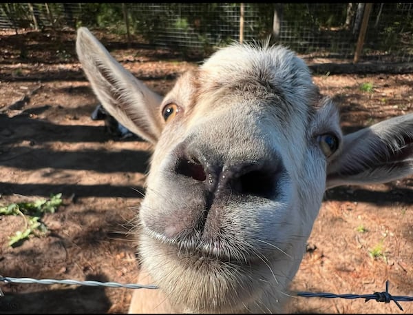 Tractor Usry lives in beautiful Madison, Georgia, along with four fellow goats and his two people, April Morgan Usry and Jerry Usry.