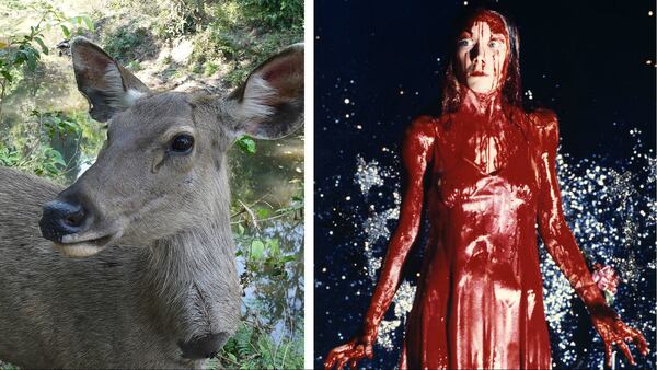 When college student Sidney Wolfe hit a deer Friday, Oct. 25, 2019, while dressed as "Carrie," she gave first responders a scare. Pictured at right is actress Sissy Spacek in the iconic prom scene from the 1976 adaptation of Stephen King's novel.