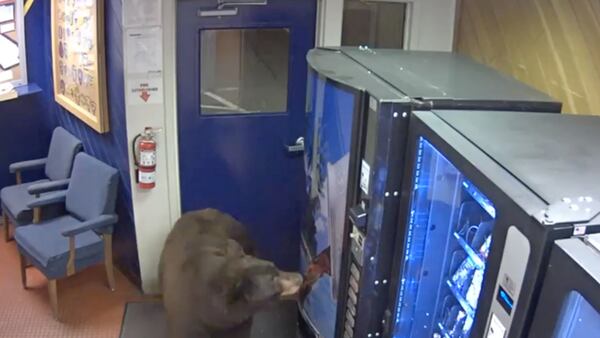 A bear broke into a police station in California.