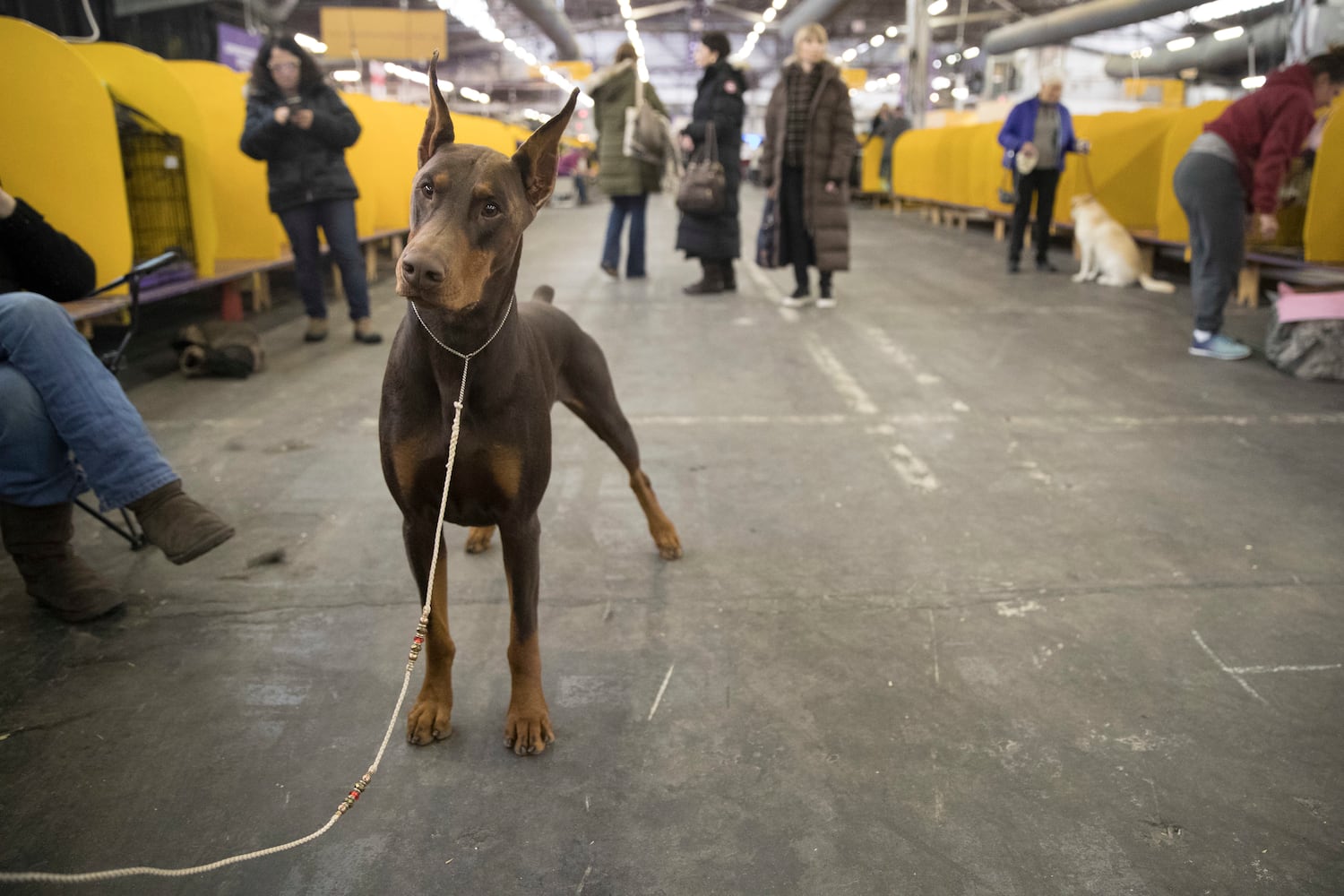 2017 Westminster Dog Show