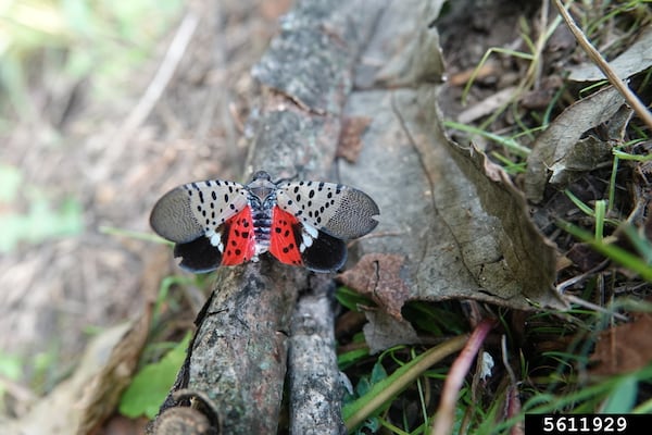 An invasive spotted lanternfly.