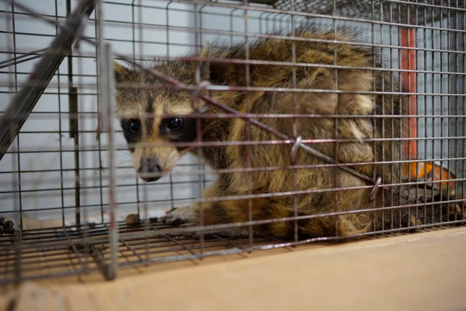 Photos: Raccoon climbs to the top of Minnesota skyscraper, captivates nation