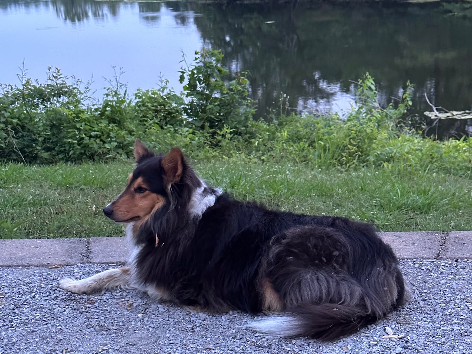 Blue Presberg, the five-year-old Scotch collie from Forsyth County, calls Leonard Presberg her person. (Courtesy photo)