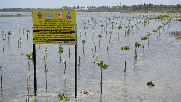 Small mangrove plants are meant to replenish some of the tropical trees that have been lost in Sri Lanka. The California-based environmental non-profit Seacology has pumped millions of dollars into mangrove restoration projects on this island nation. (Elaine Glusac/Chicago Tribune/TNS)