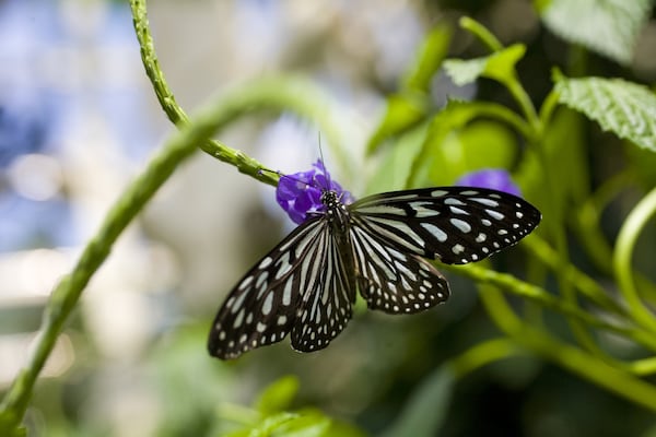 More than 1,000 butterflies live inside the Cecil B. Day Butterfly Center at Callaway Gardens in Pine Mountain. CONTRIBUTED BY CALLAWAY GARDENS