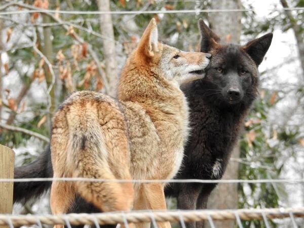 Pictured are coyotes named Wilee and Carmine at Yellow River Wildlife Sanctuary. In 2019, Chris Mowry of the Atlanta Coyote Project got permission from the Department of Natural Resources to capture and relocate Carmine to the sanctuary. Carmine had been roaming around a Cobb neighborhood. Courtesy Atlanta Coyote Project