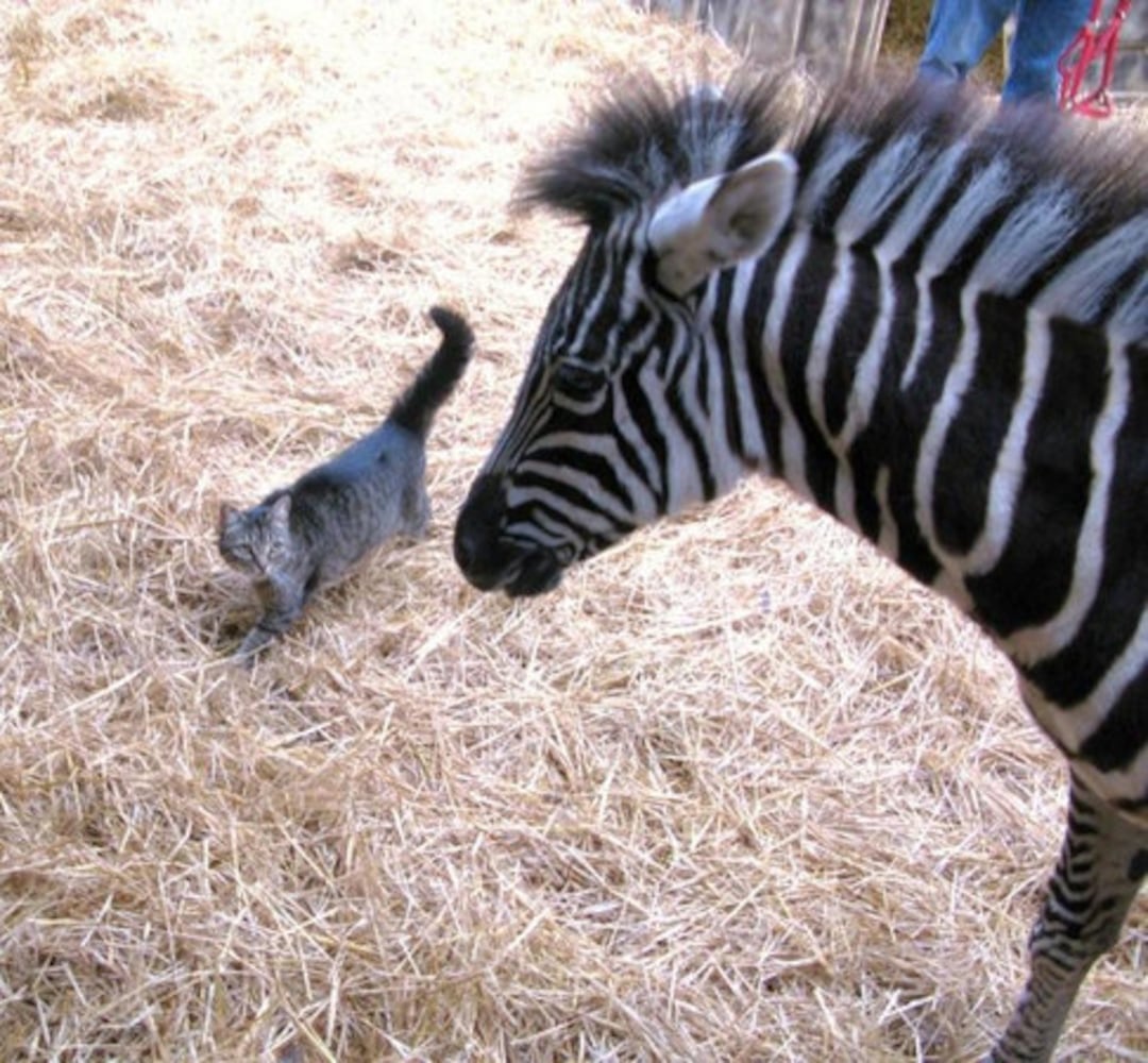 Evidence the zebra settles into his new home