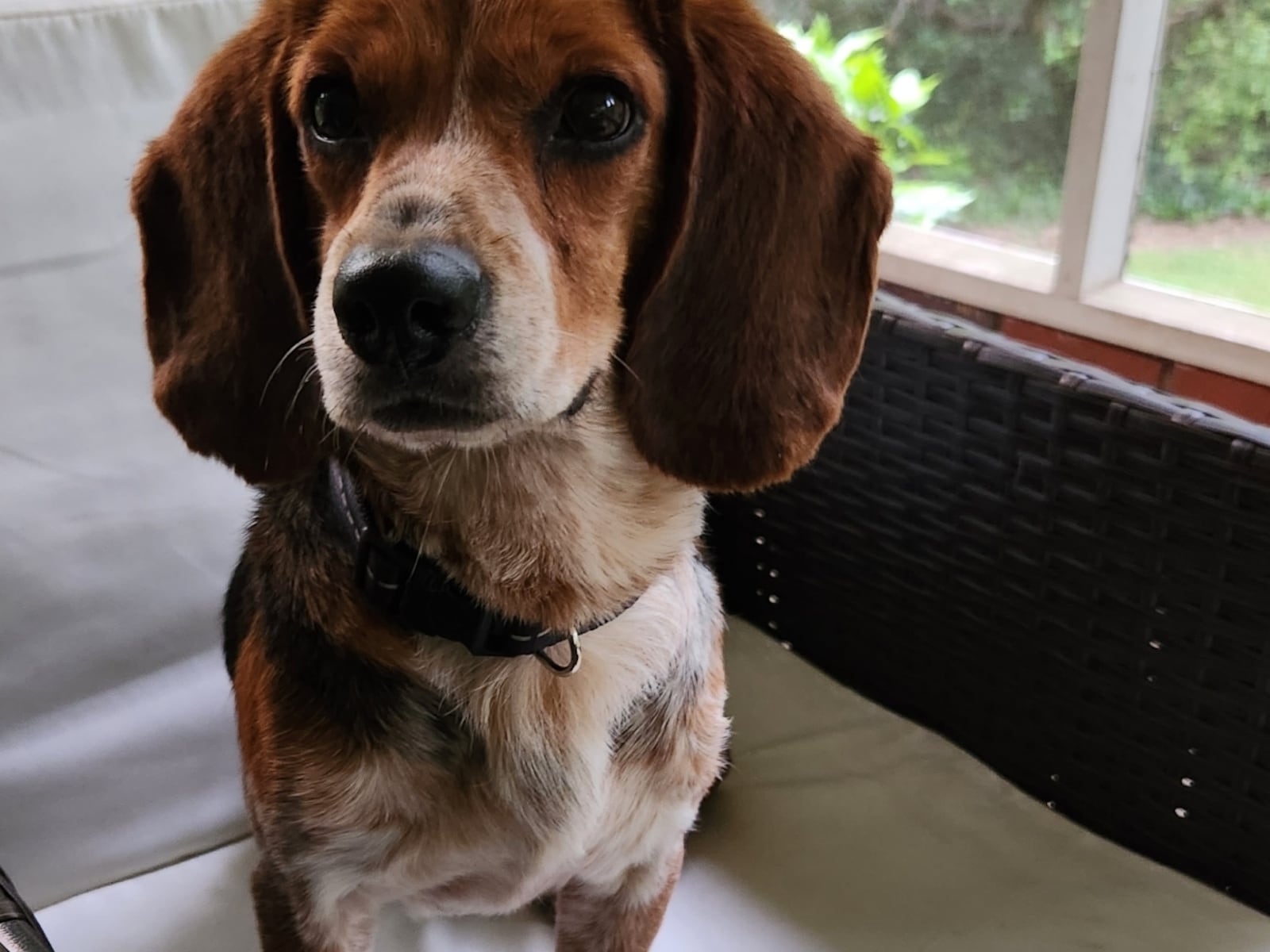 Marshall, a 4-year-old beagle mix, is available for adoption through Georgia Homeless Pats. (Maya T.  Prabhu/The Atlanta Journal-Constitution)