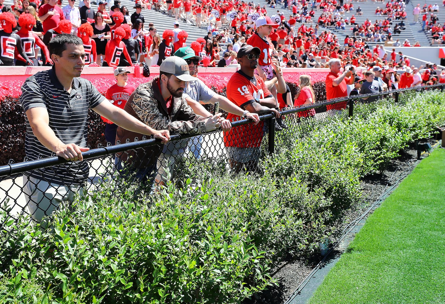 Fans line the fence along the new hedges.  Curtis Compton for the Atlanta Journal Constitution