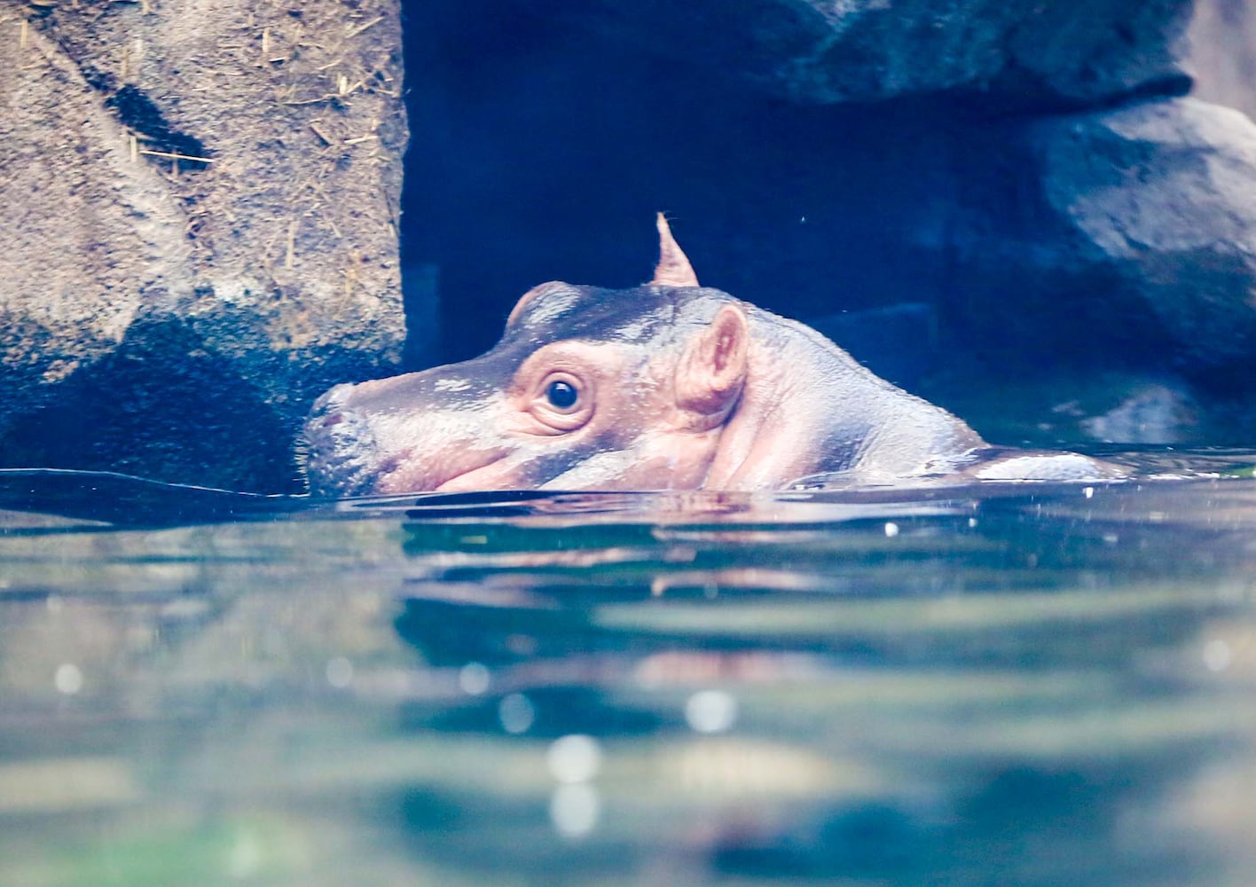 PHOTOS Fiona at the Cincinnati Zoo