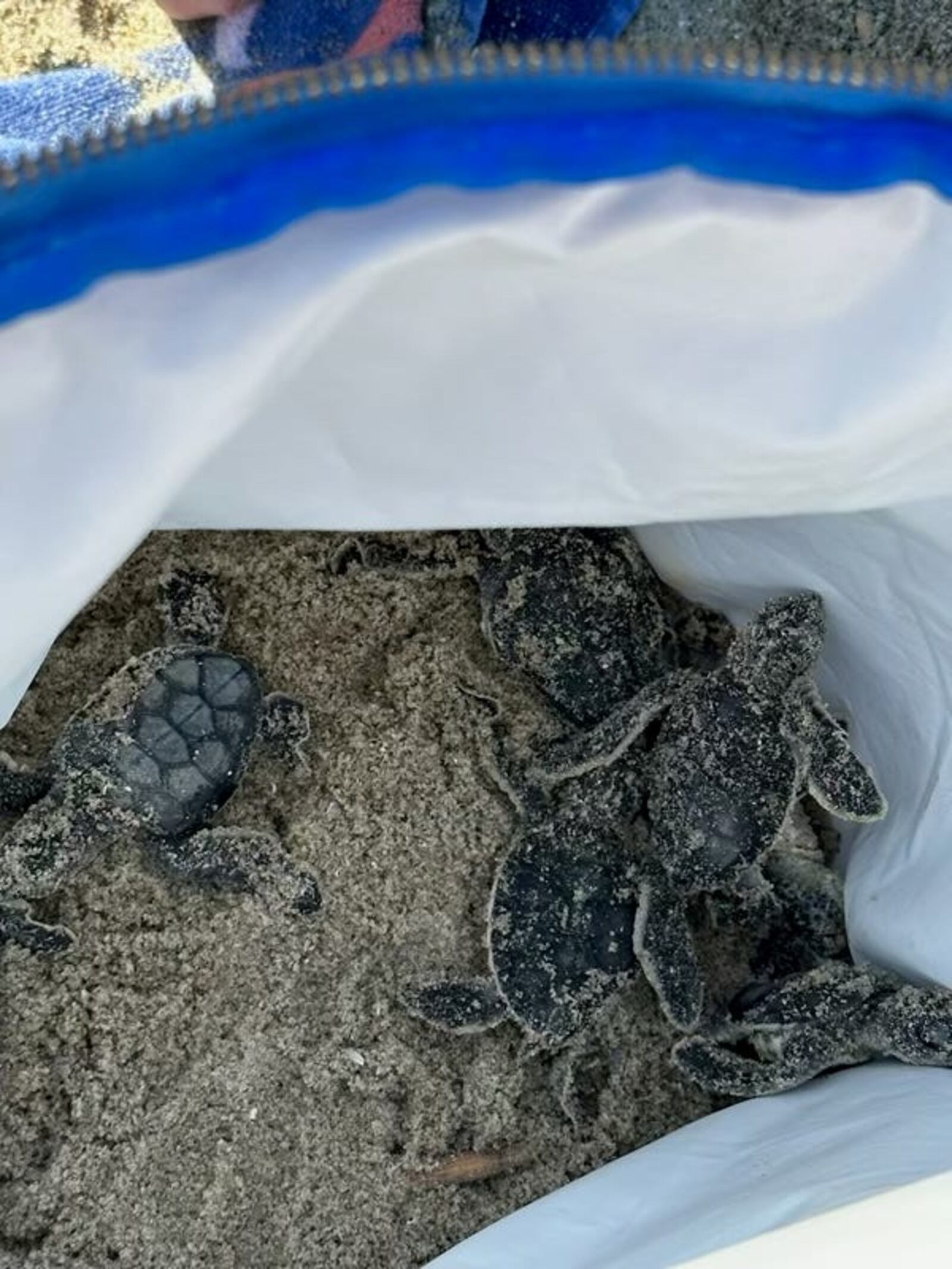 The Tybee Island Marine Science Center discovered green sea turtles in a nest recently.