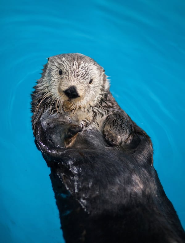 Gracie the sea otter has lived at the Georgia Aquarium since it opened, when she was 8 years old. She’s now 19. CONTRIBUTED BY GEORGIA AQUARIUM