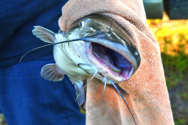 210801 White Oak, Ga.: Fresh-caught catfish from Satilla Ponds. The fish will go into an ice chest and be driven to the Georgia Sea Grill within a couple of hours of the catch. Photo made at Satilla Ponds. Photos for Georgia on my Plate series, where we visited the 2 farms owned by Zack Gowen, who also owns the Georgia Sea Grill on Saint Simons Island. His farms (Satilla Ponds and Potlikker Farm) provide fresh fish and vegetables for the restaurant. Photos taken Sunday August 1, 2021. (Chris Hunt for The Atlanta Journal-Constitution)