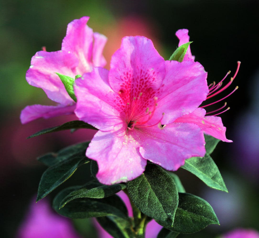 Augusta National Golf Club, which was originally built on the former 365-acre Fruitland Nurseries, is full of blooming flowers.