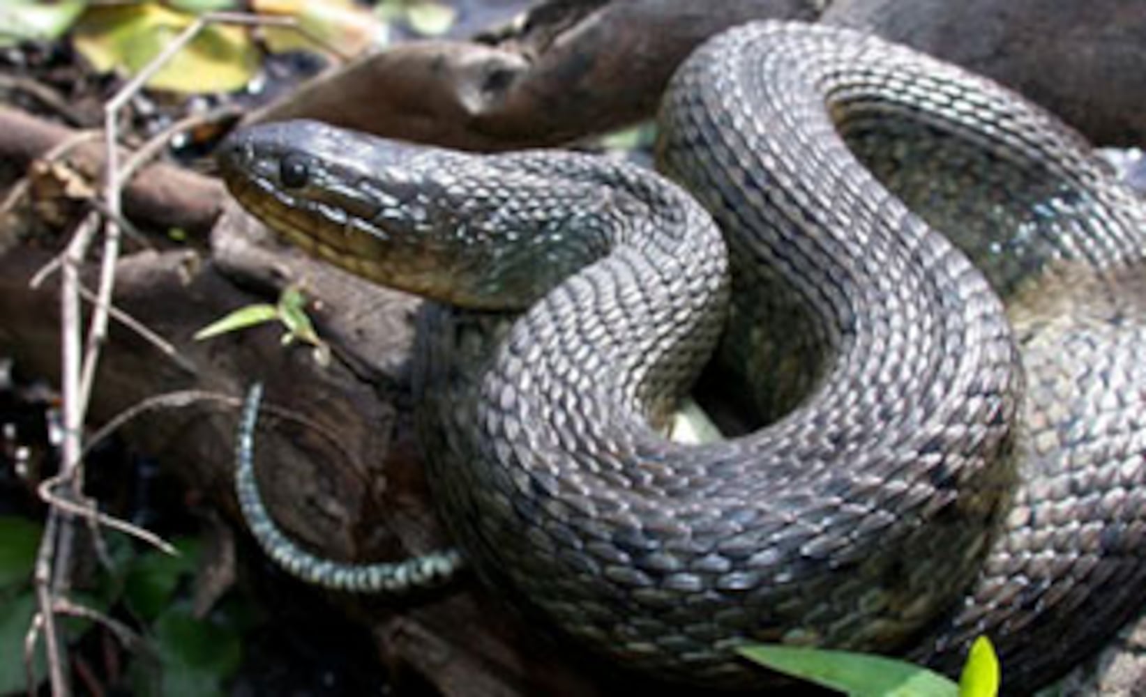 Georgia non-venomous snakes