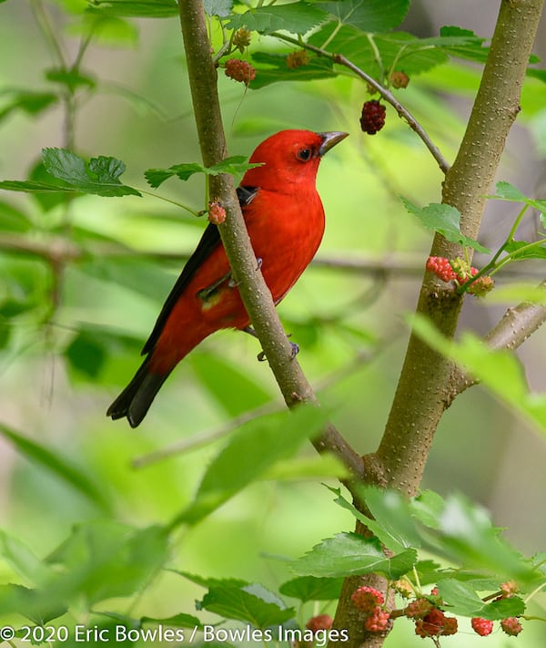 Robust in color and a happy songbird, you'll find the Scarlet Tanager perched high in the trees. Listen for its distinctive chick-burr song note. Courtesy of Eric Bowles/Bowles Images