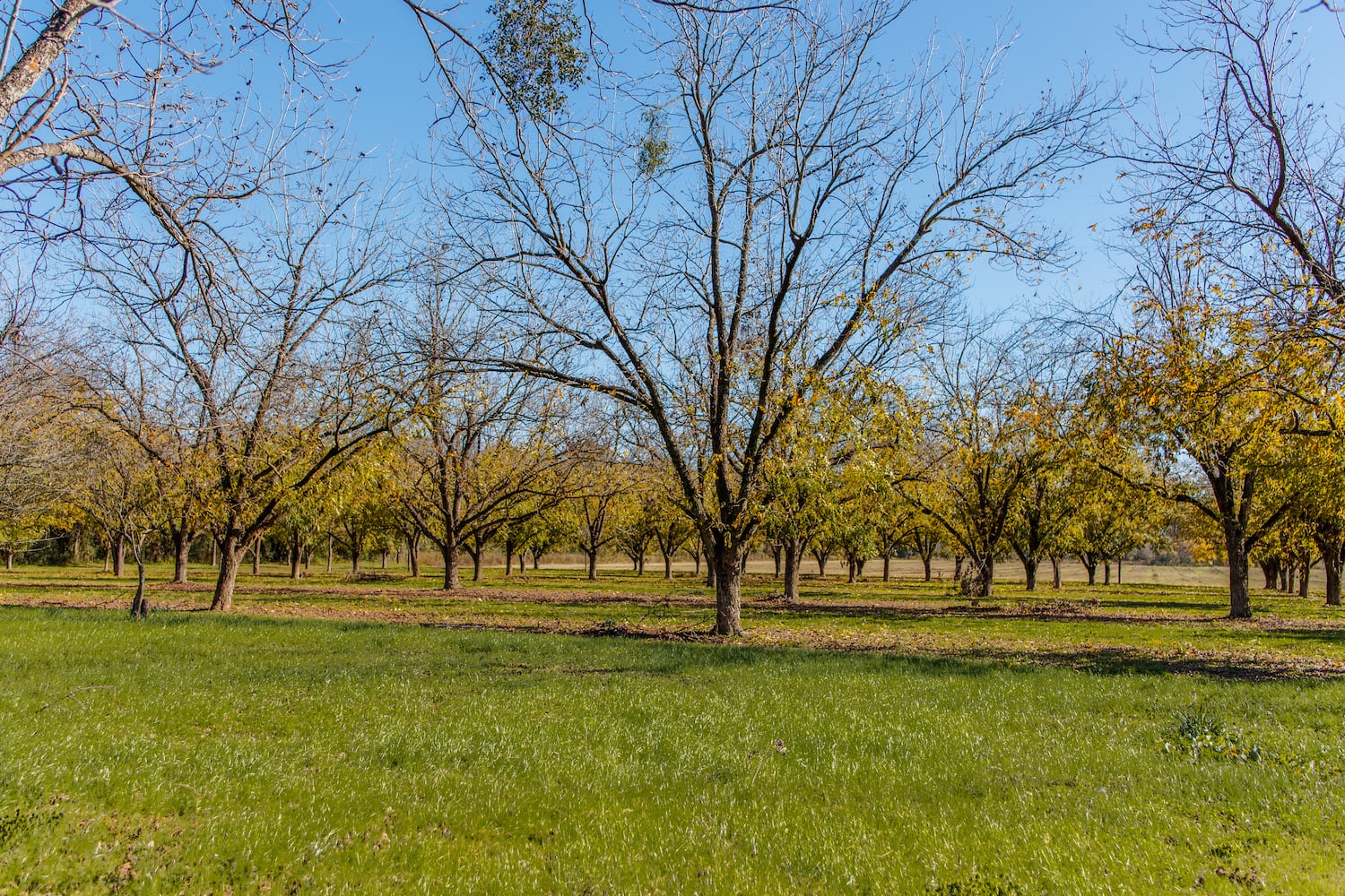 Grow bananas, pecans and more on your own personal Georgia estate for $2 million