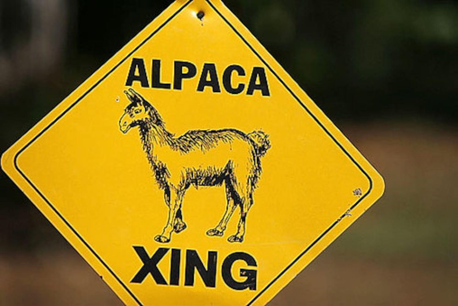 Alpaca farm in Snellville