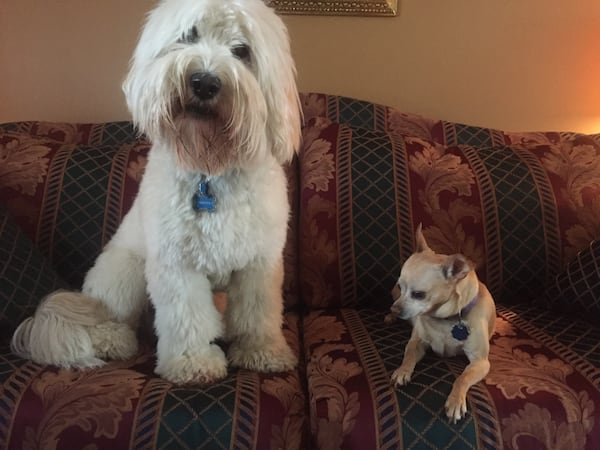 Marilyn Bartlett shared this photo of her daughter’s Labradoodle and her Chihuahua.