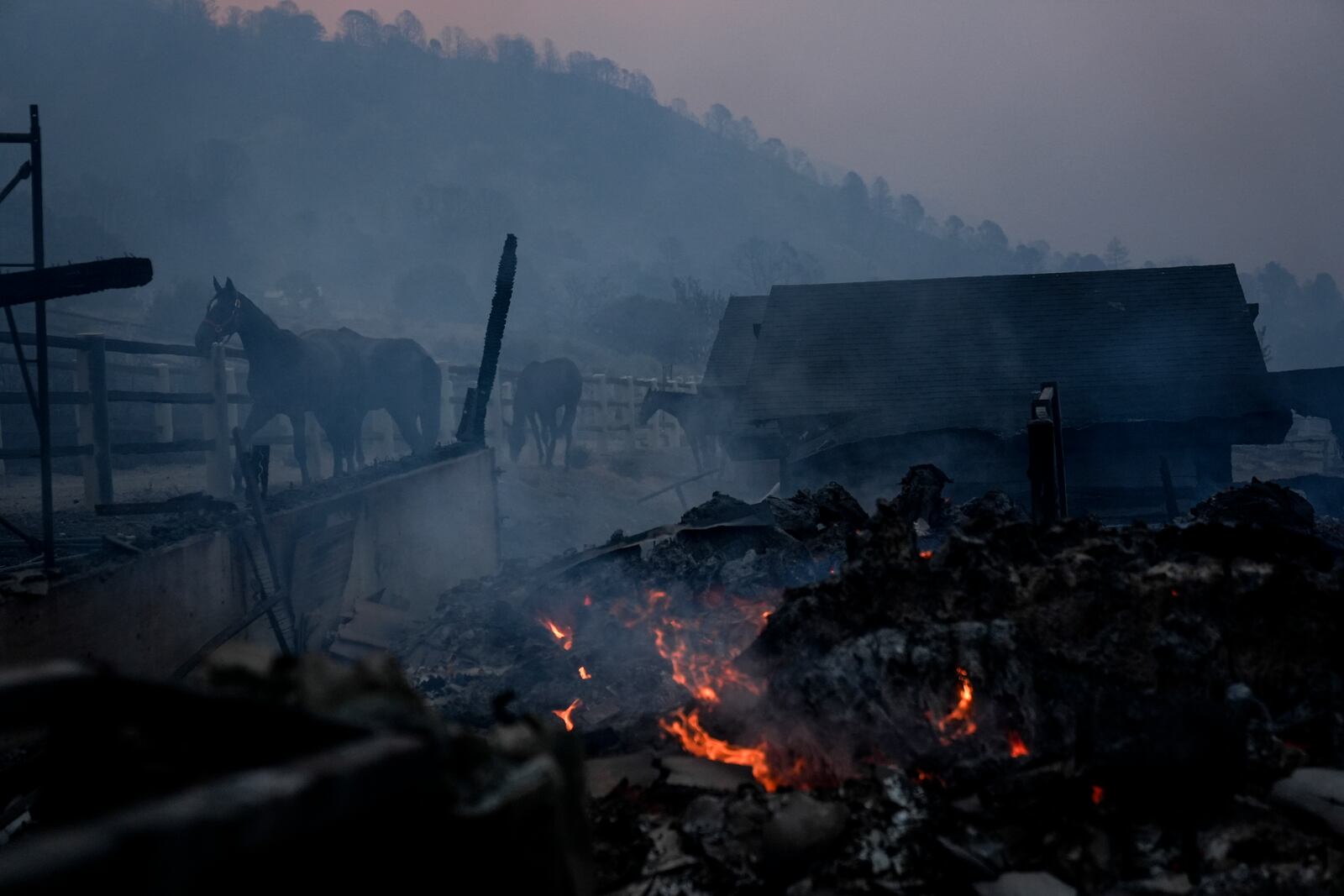 Horses stand near stables consumed by the Bridge Fire in Wrightwood, Calif., Wednesday, Sept. 11, 2024. (AP Photo/Jae C. Hong)