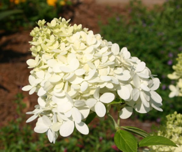 Panicle hydrangea blooms have a more-or-less conical shape, as opposed to round mophead hydrangea flowers. Some varieties have shades of pink in their blooms when they open. (Walter Reeves for the AJC)