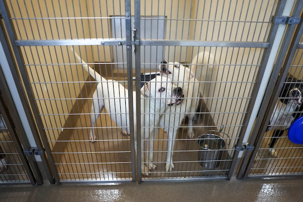 Two dogs are shown in the kennels at the Dekalb County Animal Services, Wednesday, September 13, 2023, in Chamblee, Ga. (Jason Getz / Jason.Getz@ajc.com)