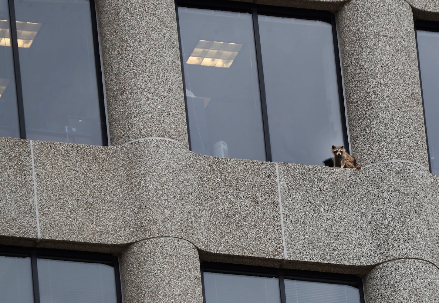 Raccoon climbing Minnesota skyscraper goes viral, captivates nation