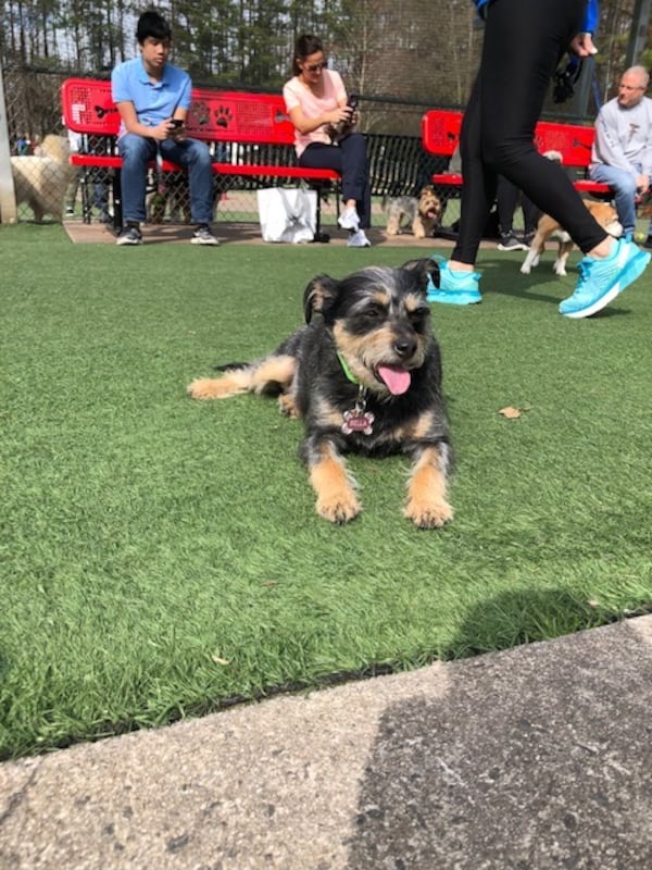 Bella hangs with the gang at Newtown Dream Dog Park. 
(Courtesy of Mallory Fallon.)